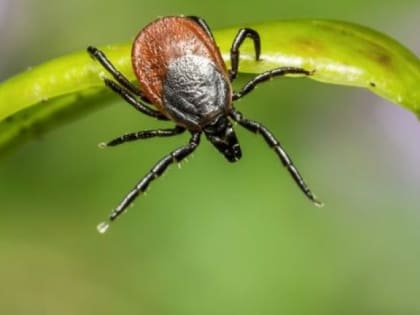 Во Владимирской области от укусов клещей пострадали около 20 детей