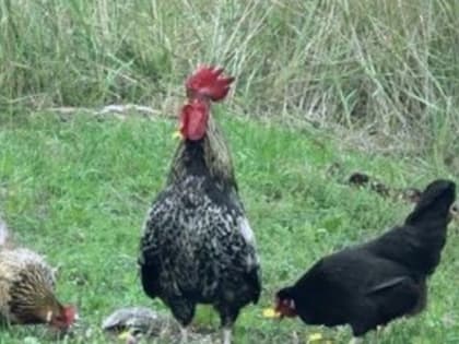 Во Владимирской области потребовалось около месяца, чтобы справиться с опасной болезнью птиц