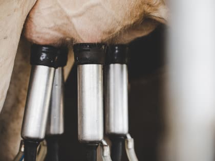 Жительница Юрьев-Польского района примет участие во всероссийском конкурсе доярок