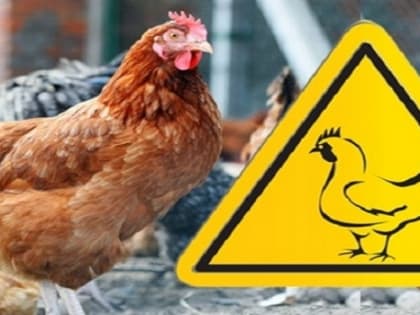 Грипп птиц в Ивановской области!