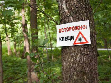 И снова о клещах
