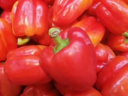 1 литр под каждый куст - и перцы растут наперегонки: с одной грядки соберете горы урожая