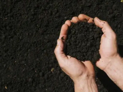 2 стакана этих хлопьев лучше тачки навоза: почва станет нежнее пуха — урожай будете собирать тоннами