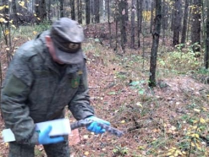 В лесах Владимирской области раскладывают вакцину от бешенства