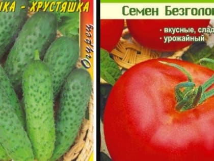 Во Владимирской области забраковали «Дашку–хрустяшку» и «Семена безголового»