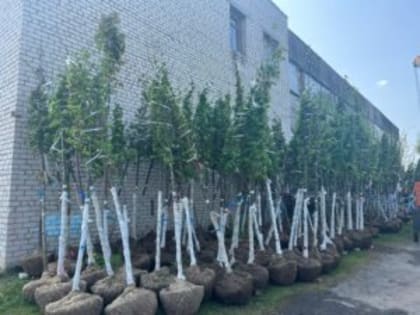 Прокуратура города Владимира требует от администрации возместить убытки, понесённые многодетной семьёй из-за отсутствия необходимой коммунальной инфраструктуры на выделенном земель