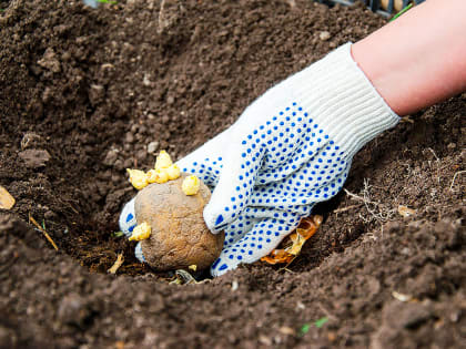 За работу, огородники!