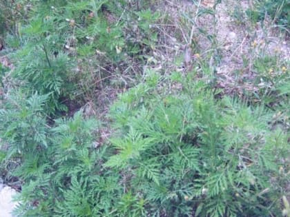 Проверка соблюдения карантинного законодательства в Золотково