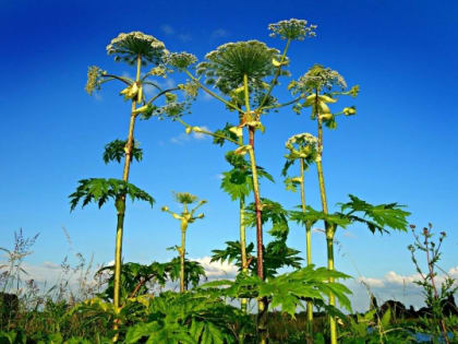 Стал известен район-рекордсмен во Владимирской области по распространению борщевика Сосновского