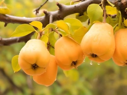 Конец осени – сезон айвы