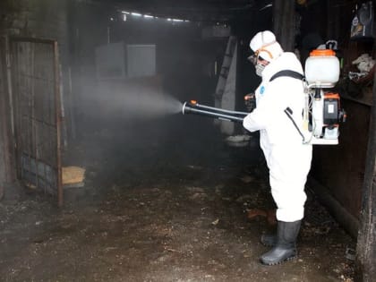 В Ковровском районе зафиксировали первый в этом году случай вируса африканской чумы свиней