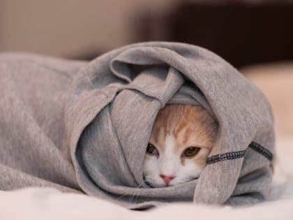 Во Владимирской области ожидаются холодные ночи