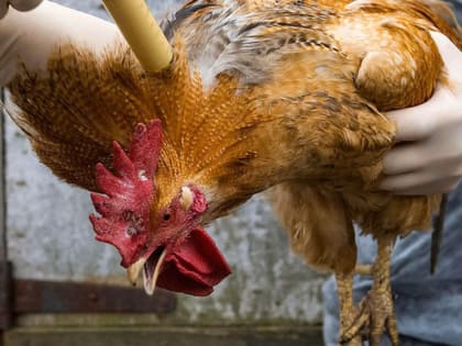 В Коврове кроме африканской чумы свиней появился и птичий грипп