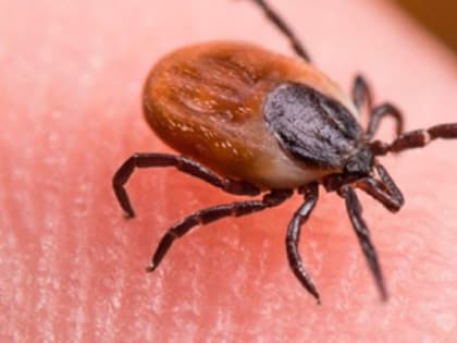 Клещи покусали более 70 жителей области, из них 23 ребенка