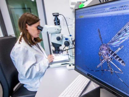 Из-за глобального потепления комары в РФ стали чаще заражать людей паразитами