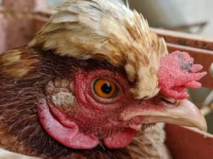 Владимирцев предупредили о вспышке высокопатогенного гриппа птиц в соседнем регионе