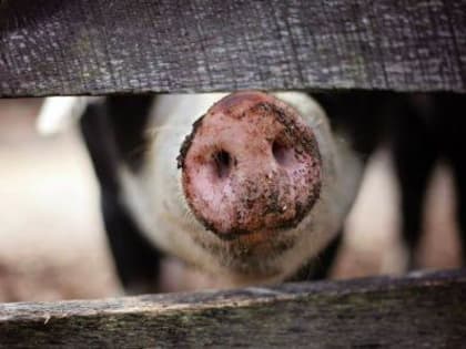 Внимание! Африканская чума свиней!