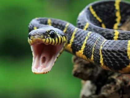 Биолог рассказал, какие виды опасных змей есть во Владимирской области и как их отличить от безопасных