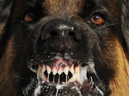 Внимание! Участились случаи выявления заболевания бешенством собак и кошек!