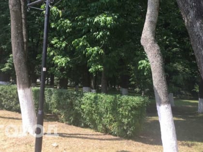 Во Владимире прекратят побелку стволов и "варварскую" обрезку деревьев