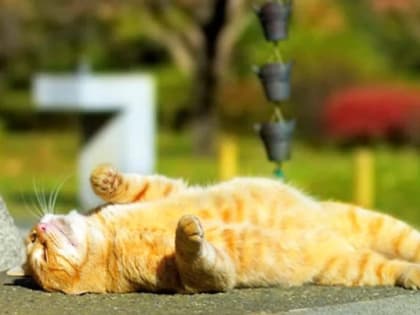 На Владимирскую область надвигается жара