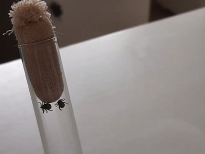 Количество обращений из-за укусов клещей во Владимирской области уменьшилось