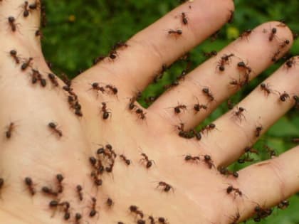 Муравьи в спешке покинут свои гнезда: это средство поможет навсегда избавиться от вредителей на даче