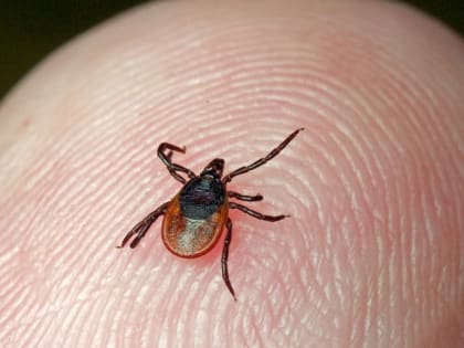 Я ползу, ползу, ползу: в Гусь-Хрустальном начинается сезонная обработка общественных территорий от клещей.