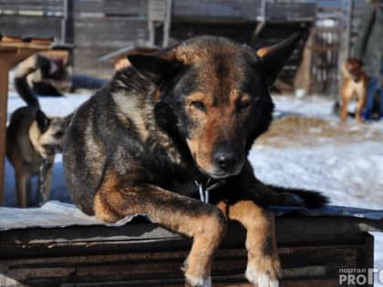 Во Владимирской области выявлено 3 очага бешенства
