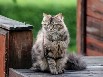 Во второй половине недели во Владимирской области снова похолодает