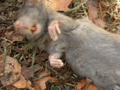 Роспотребнадзор напомнил владимирским дачниками об опасности заражения ГЛПС