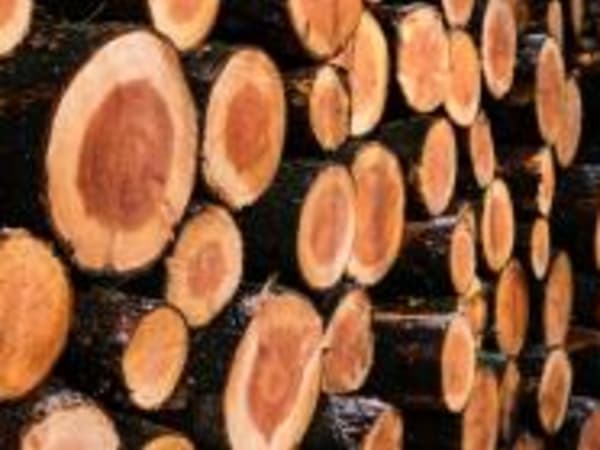 В Ивановской области установлен факт заключения договоров на вывоз 200 куб. м. древесины без карантинного сертификата из Ивановской области