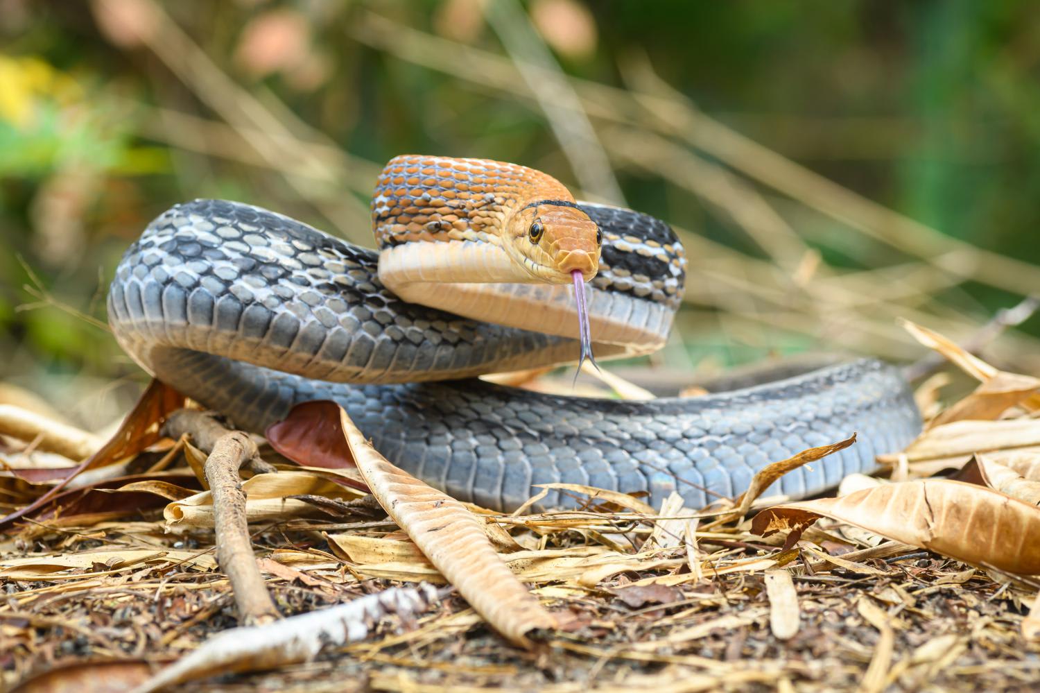 Copperhead feels threaten and flattens the neck