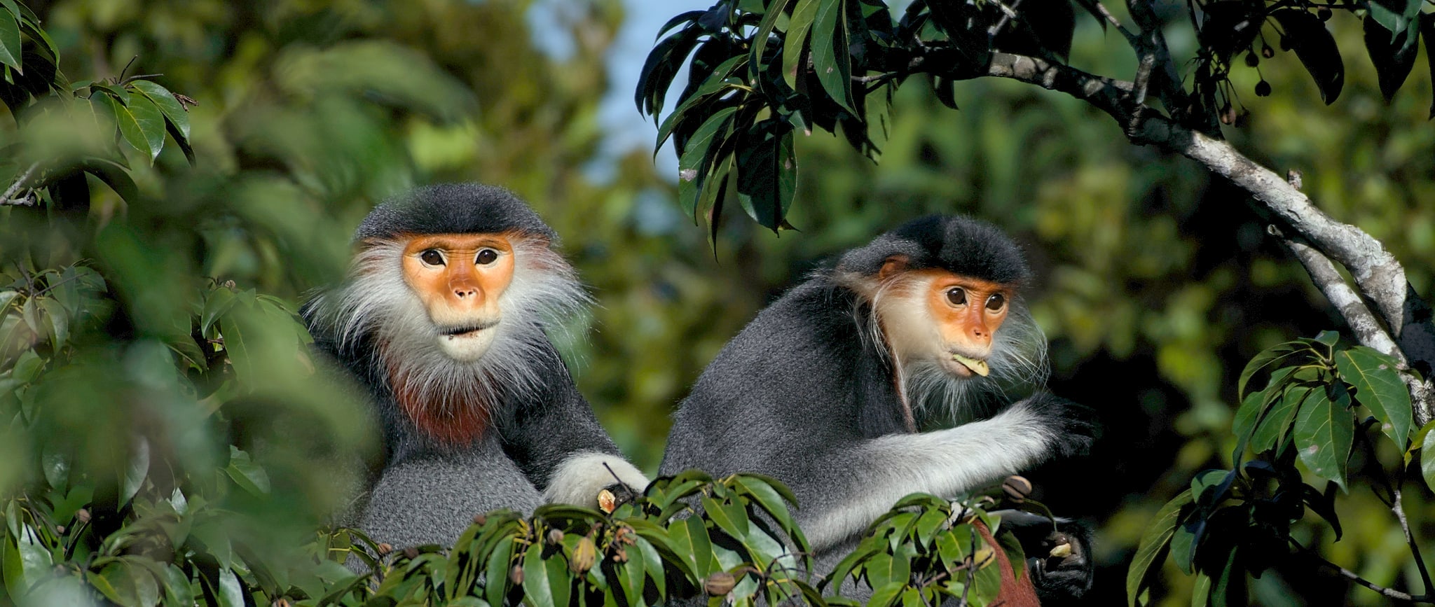 red shanked douc langurs sitting in a tree