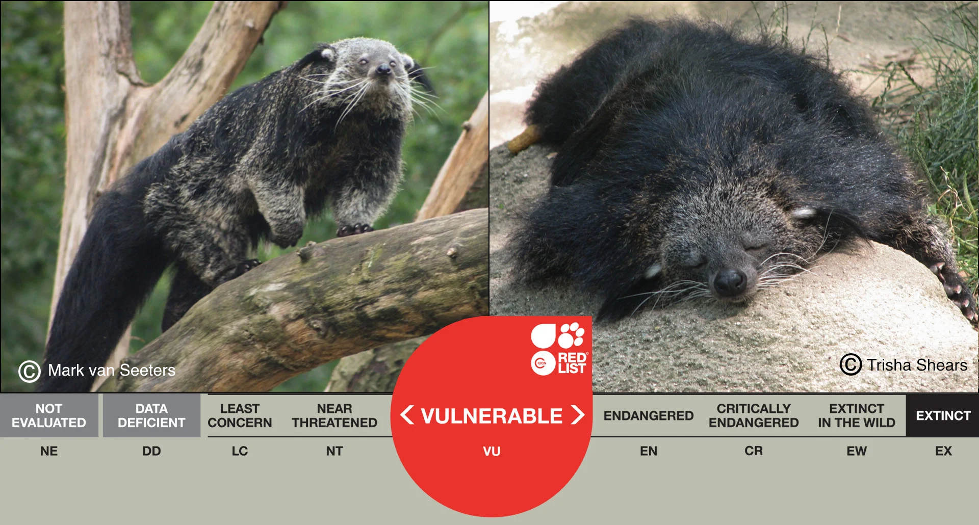 wildlife_binturong_card.jpg