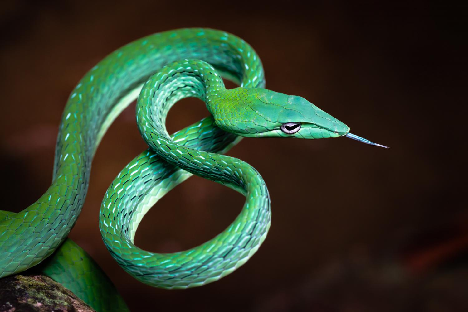 asian-vine-snake-ahaetulla-prasina-w-1500.jpg