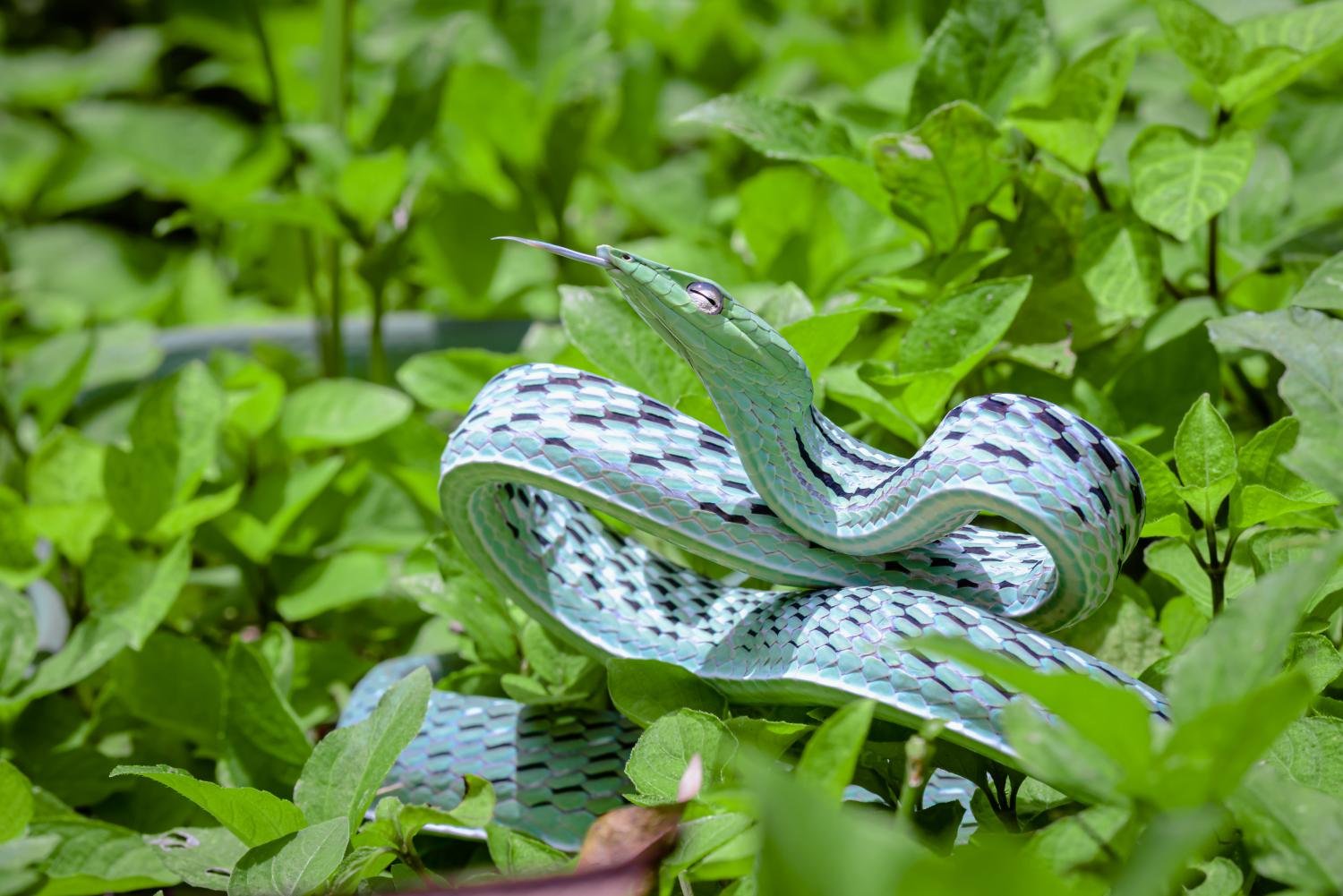ahaetulla-prasina-silver-white-morph-w-1500.jpg