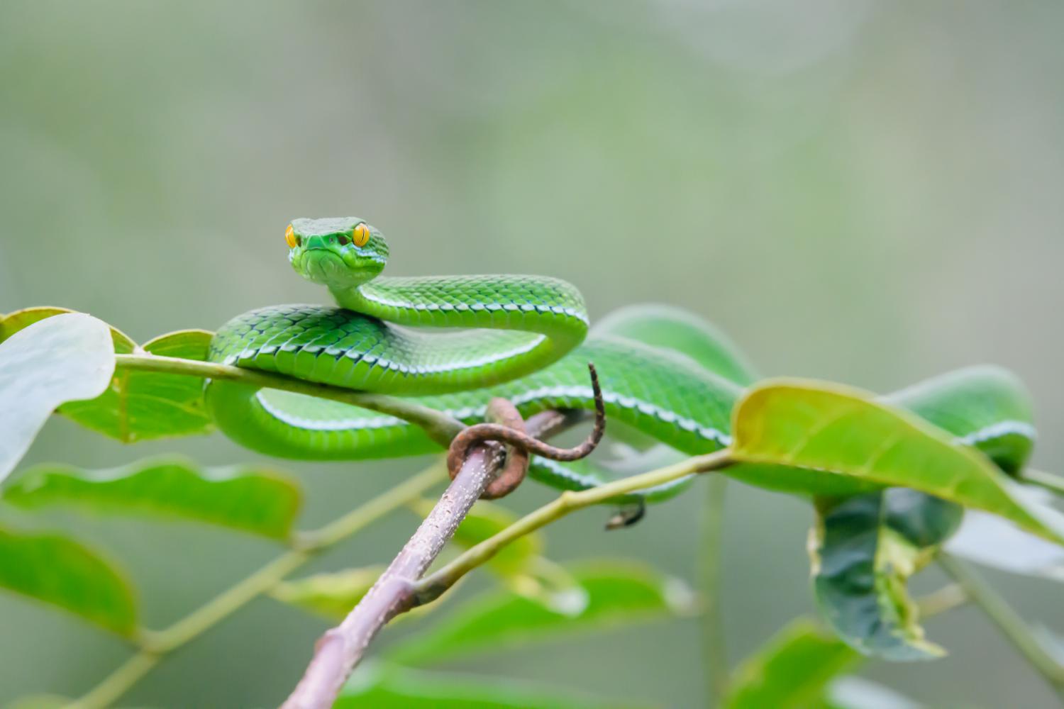 trimeresurus-macrops-w-1500.jpg
