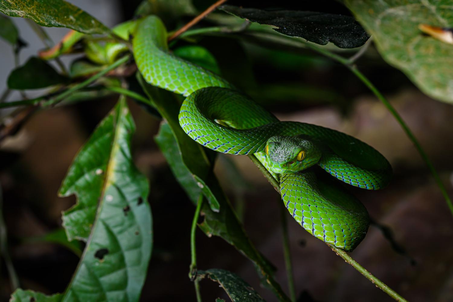 trimeresurus-macrops-w-1500 (2).jpg