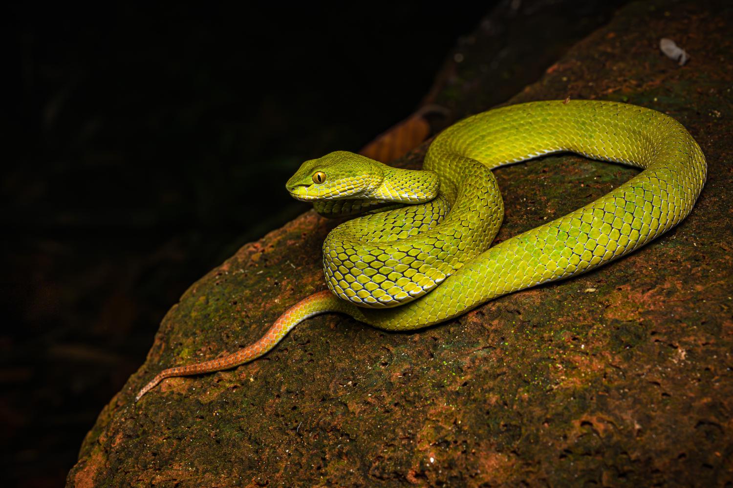 trimeresurus-macrops-w-1500 (3).jpg