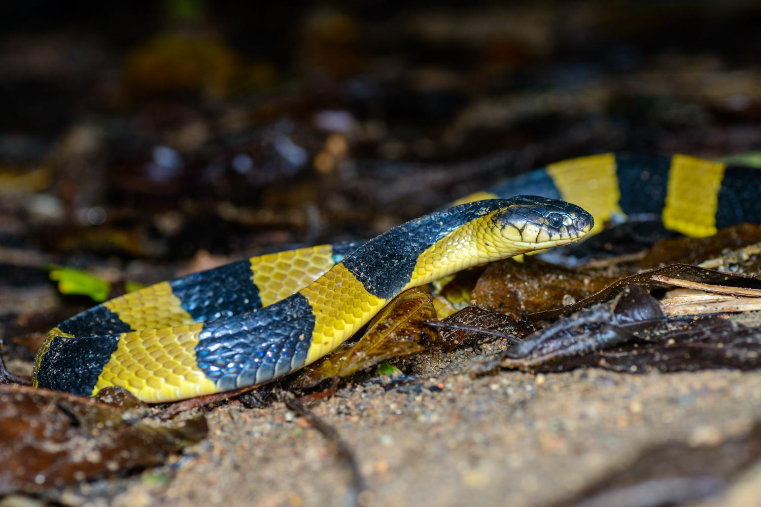 bungarus-fasciatus-w-1500 (1).jpg