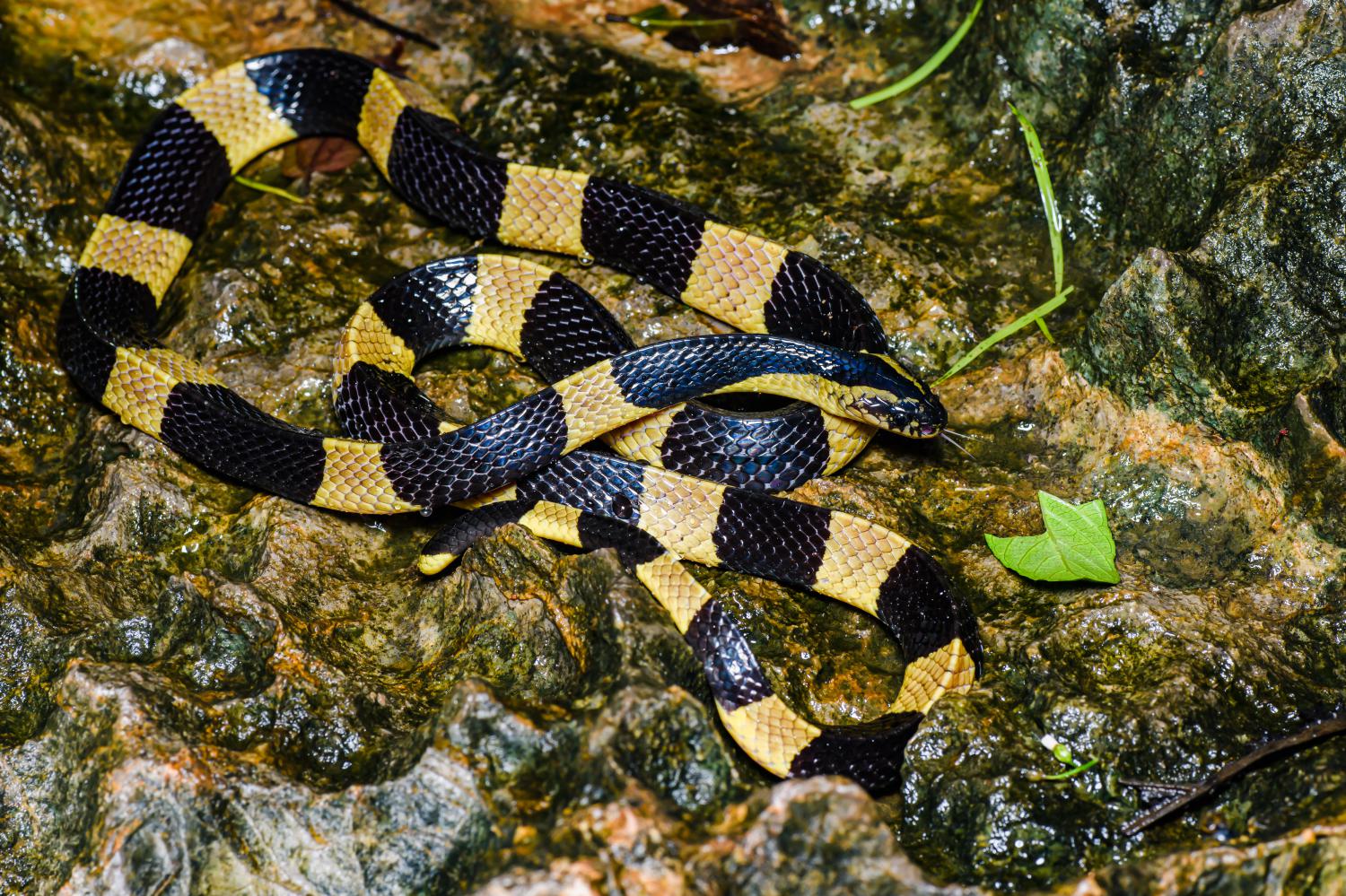 bungarus-fasciatus-w-1500 (2).jpg