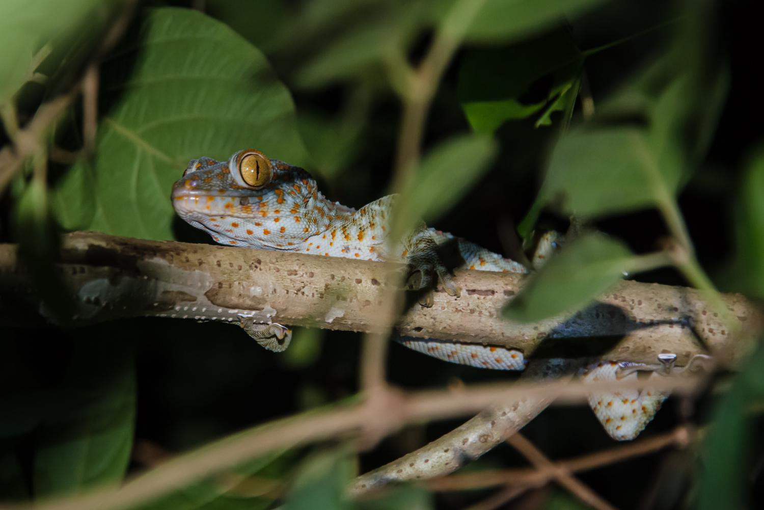 tokay-gecko-w-1500.jpg