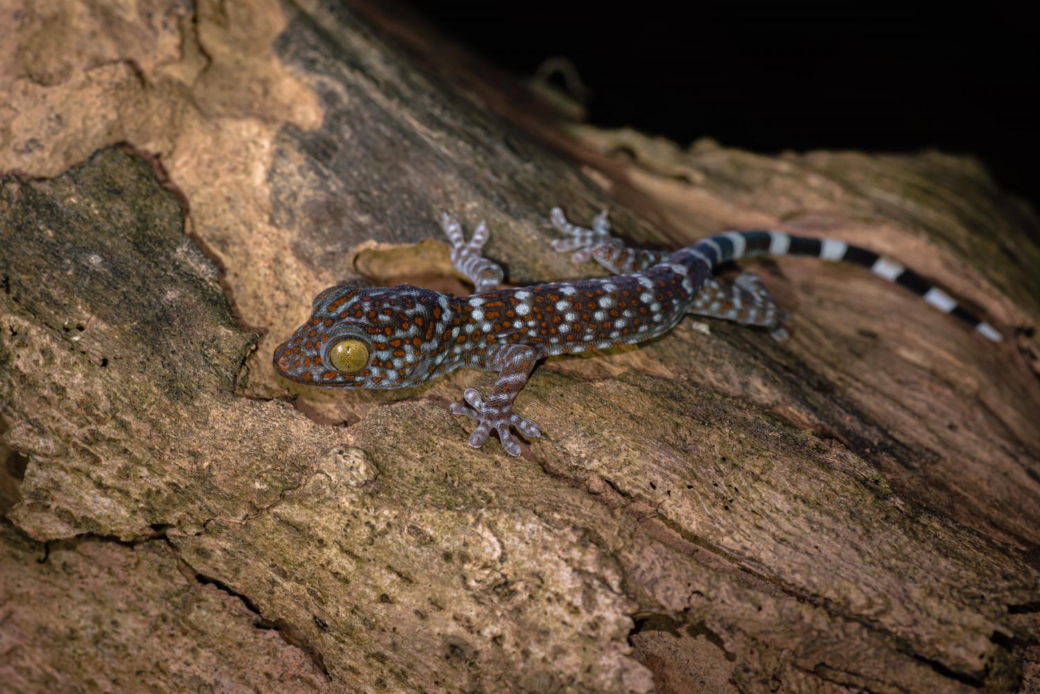 gekko-gecko-tokay-gecko-juvenile-w-1500.jpg