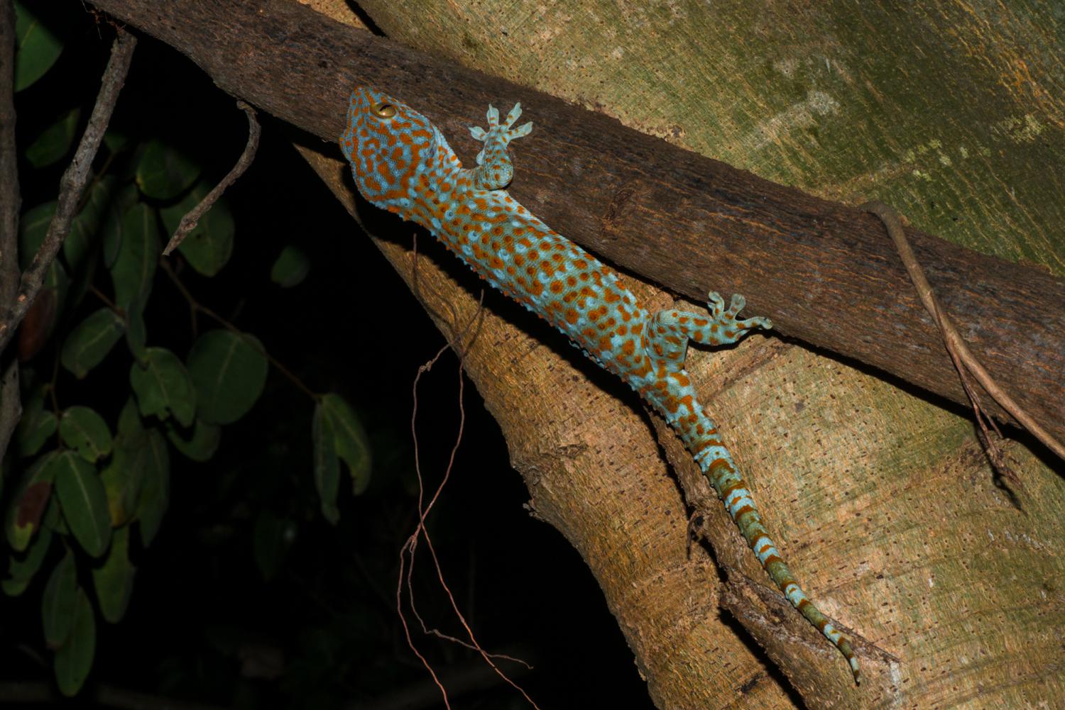 gekko-gecko-tokay-gecko-w-1500.jpg