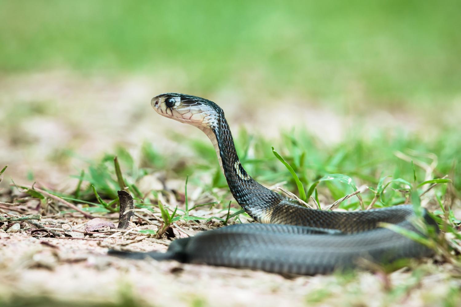naja-kaouthia-juvenile-w-1500.jpg