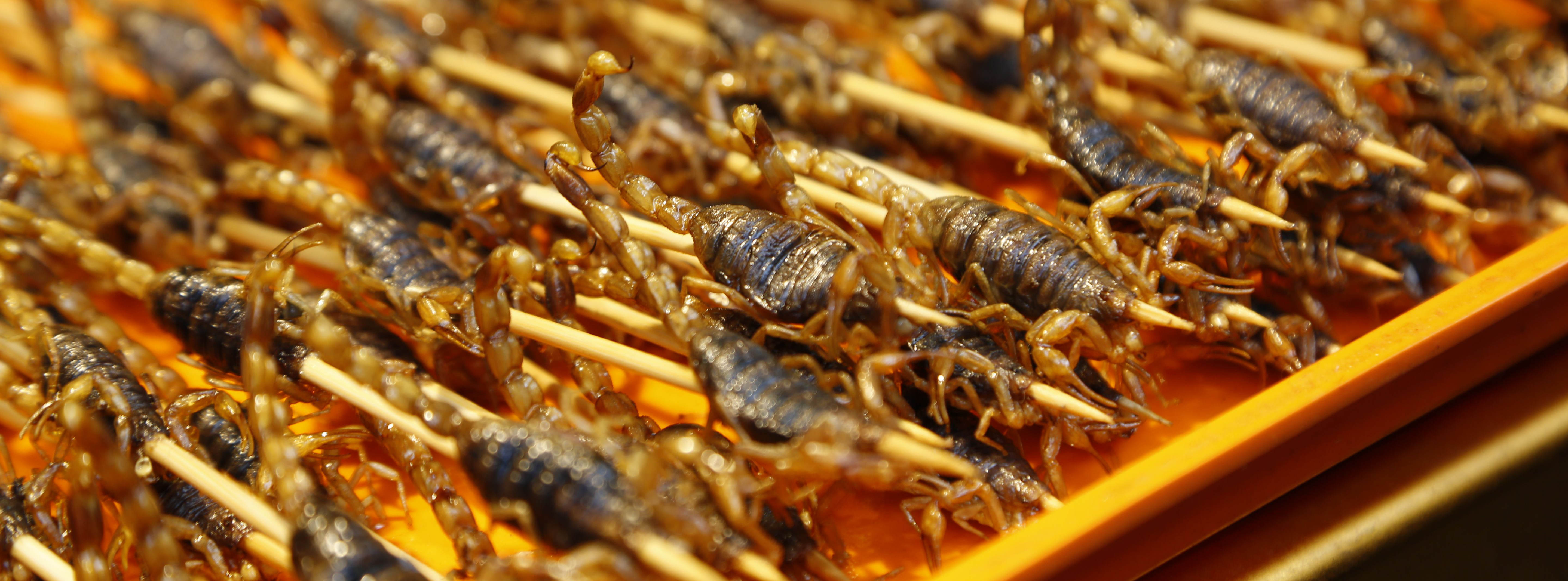 scorpionsharmless.jpg