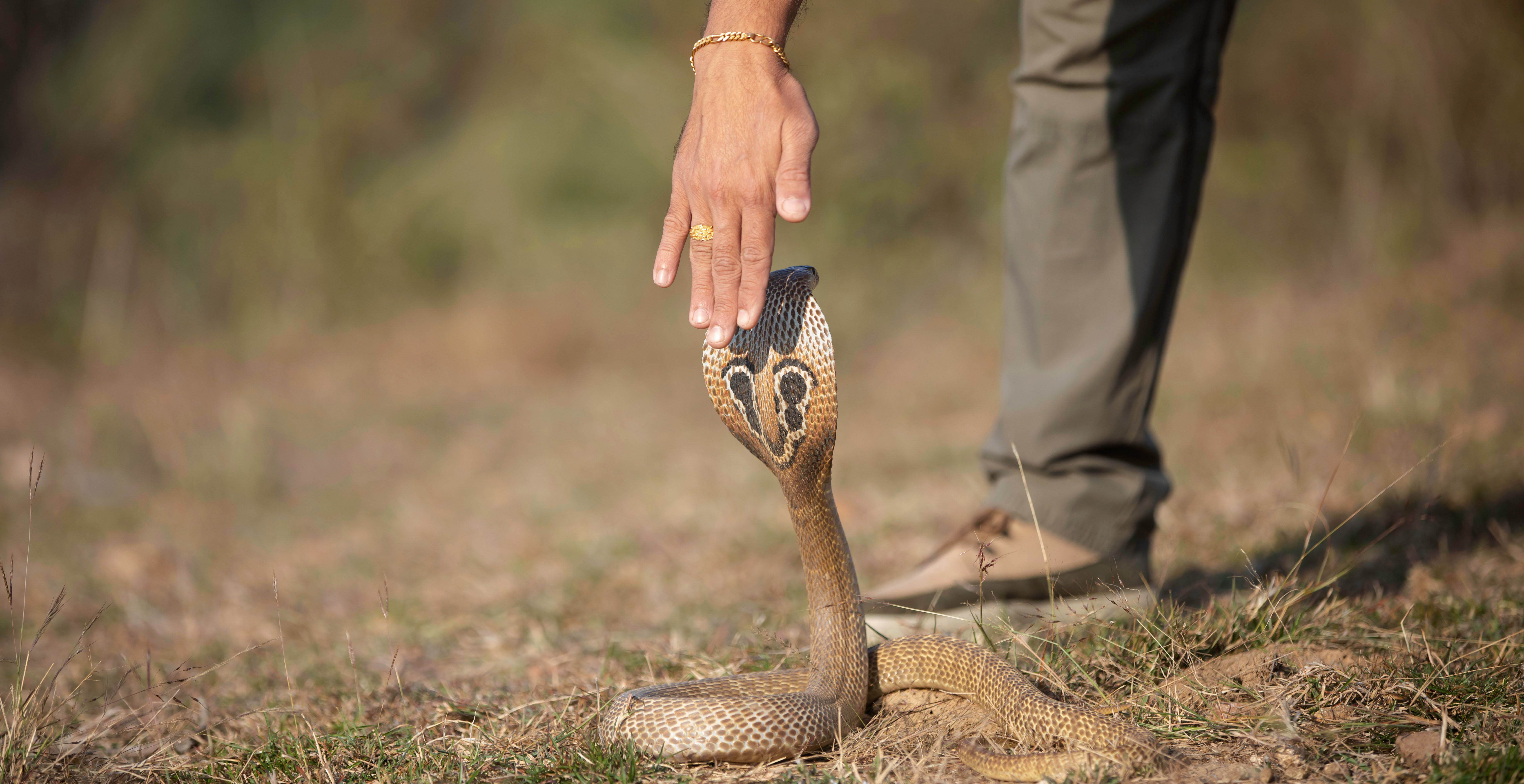 snakehandling.jpg