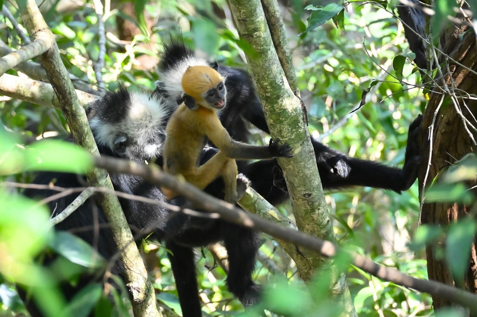 laotian langur3.jpg