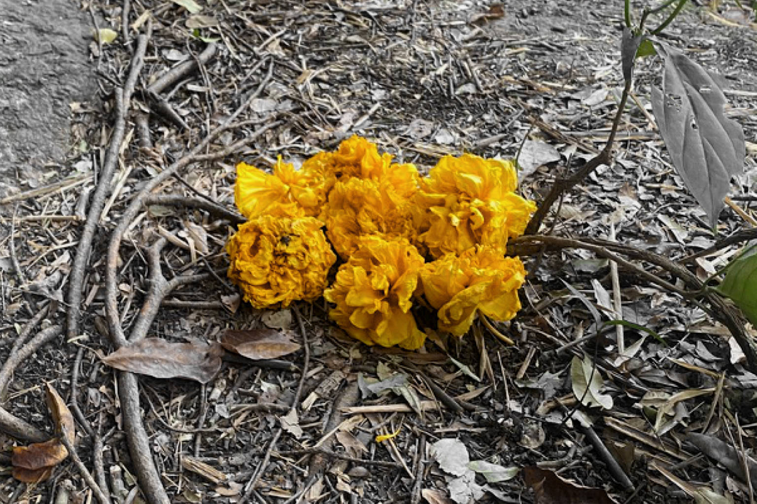 flowers.jpg